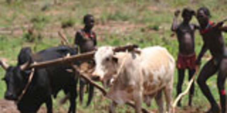 Landwirte in Äthiopien, die mit Ochsen ein Feld bewirtschaften